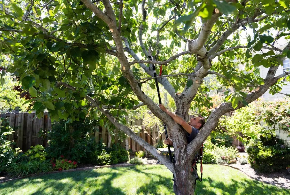 Tree Pruning