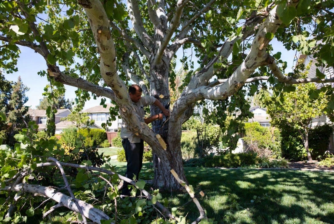 Tree Work