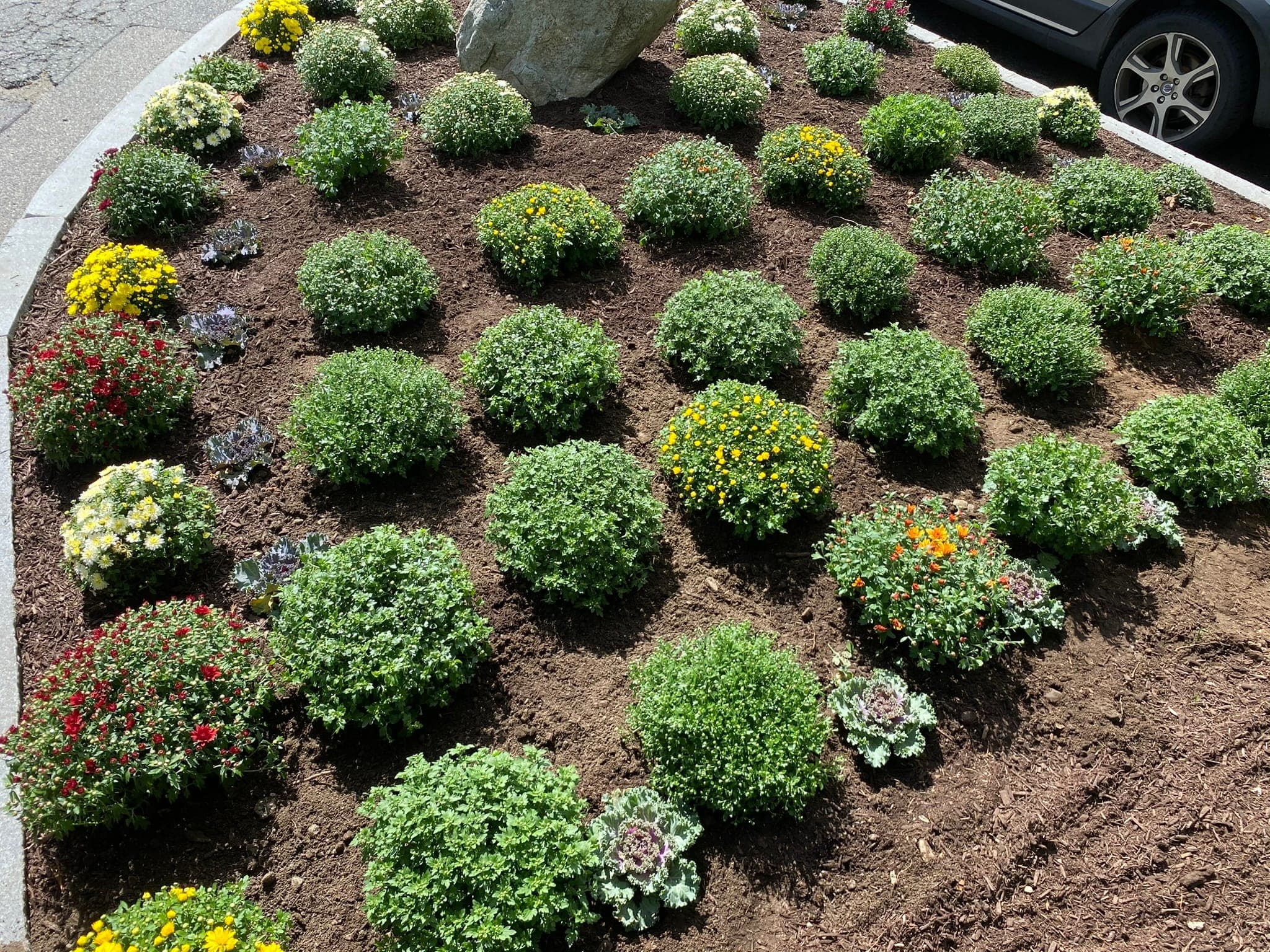 Fall Mum Planting