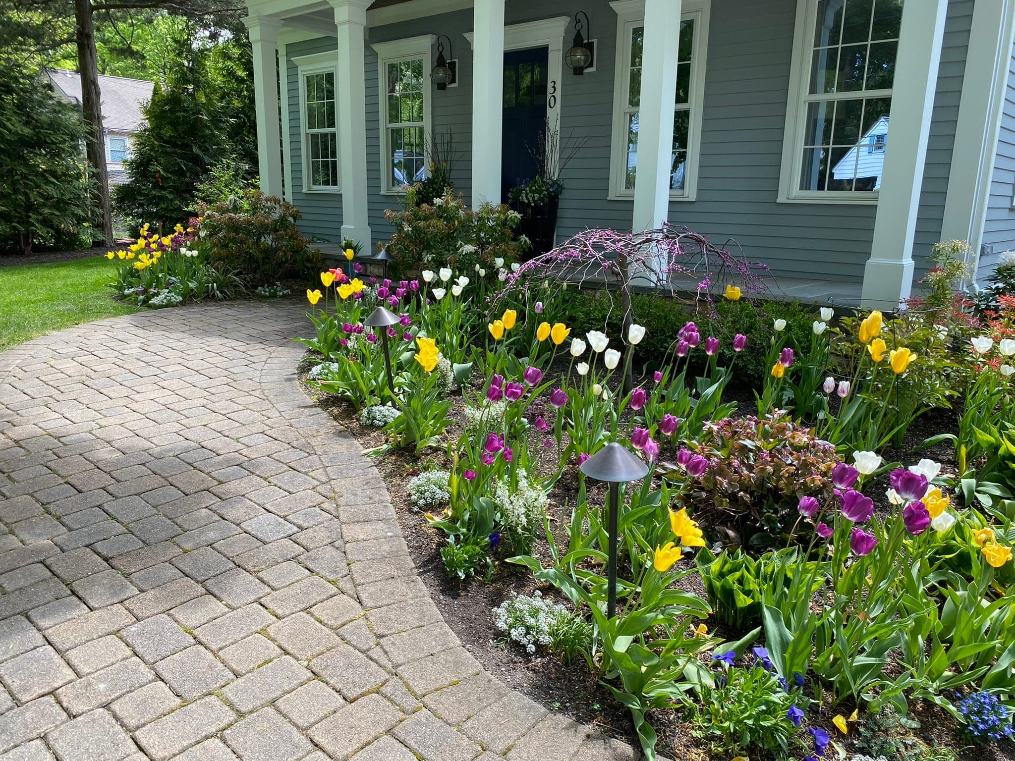 Spring Tulip Border