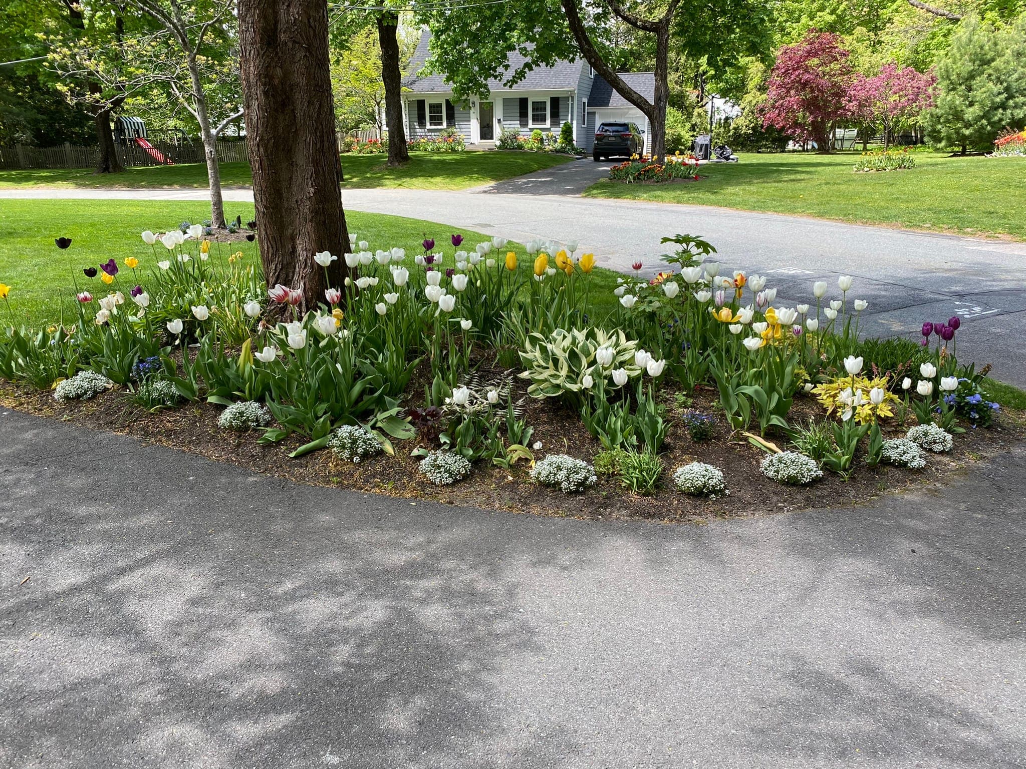 Spring Bulb Planting