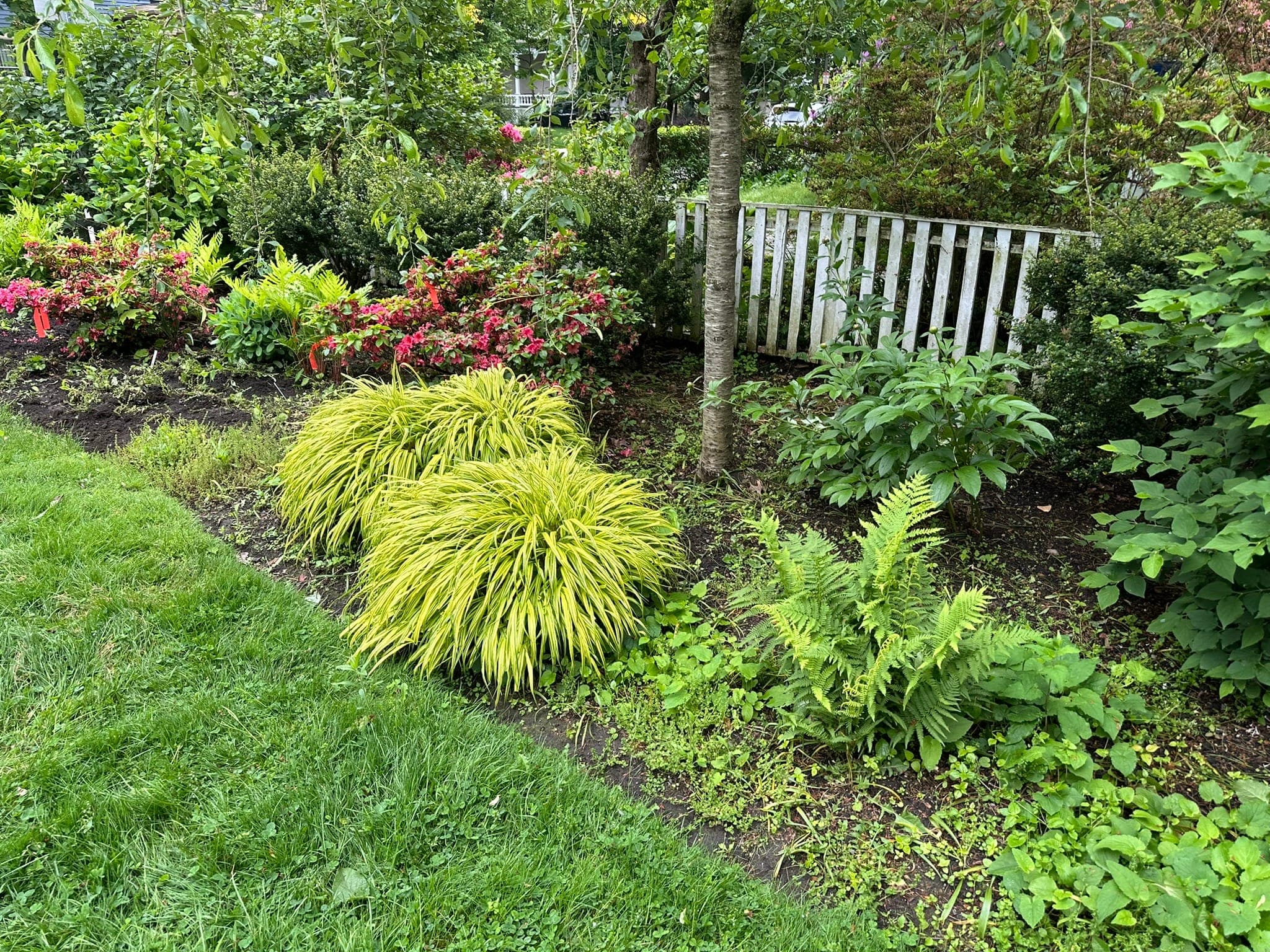 Shade Garden Planting